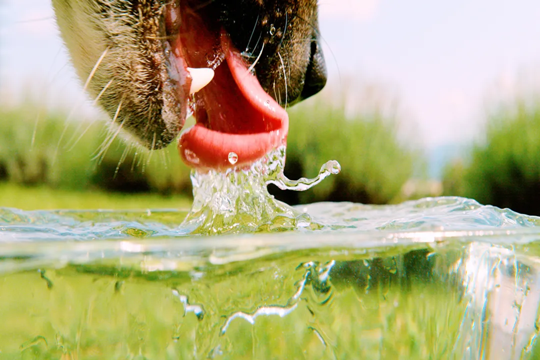 What do you mean by thirst?, Defining The Need