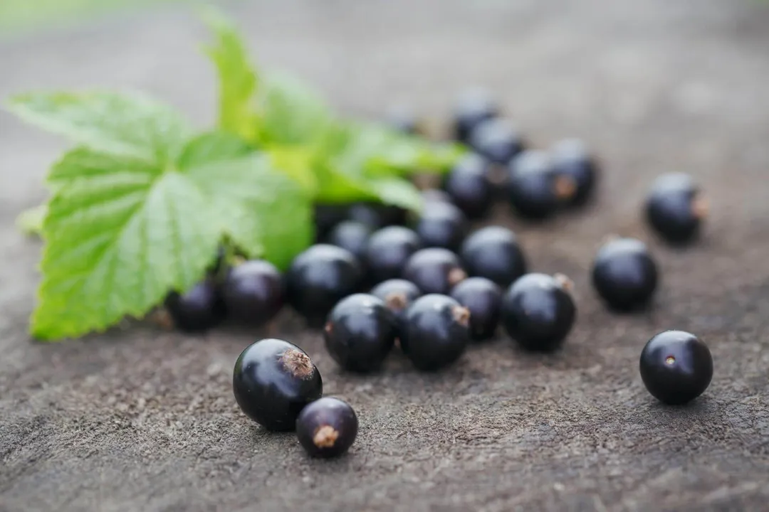 What does black currant do to the body?, Immune Support