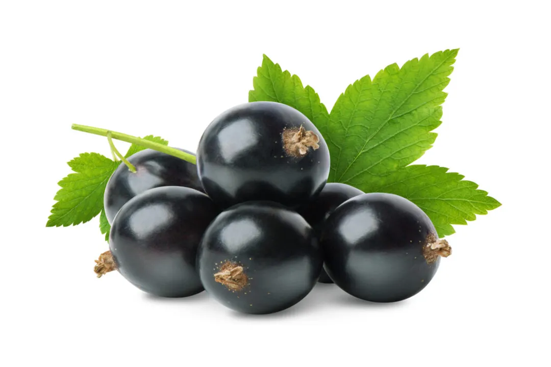 What does black currant do to the body?, Antioxidant Profile