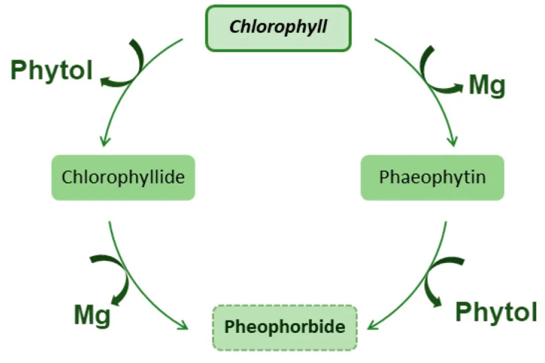 What does chlorophyll do for your body?, Green Pigment