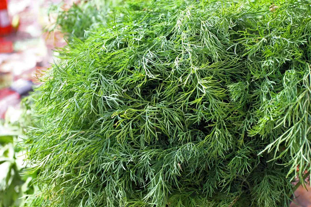 What does dill do for your health?, Antioxidant Protection