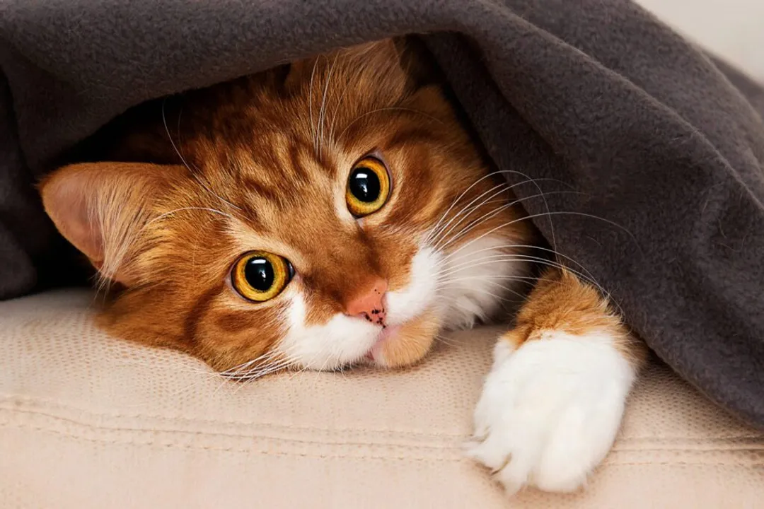 What does FIC mean in cats?, Defining the Condition