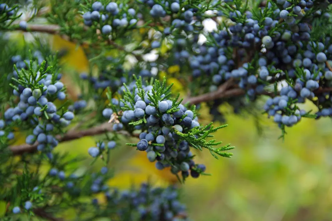 What does juniper berry do for the body?, Botanical Identity