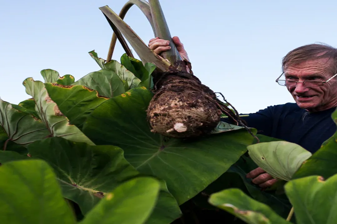 What does taro do for your body?, Core Nutrition