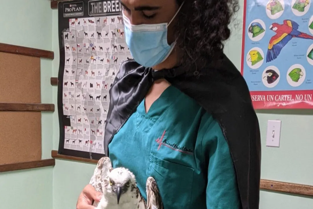 What is a veterinary doctor?, Patient Variety