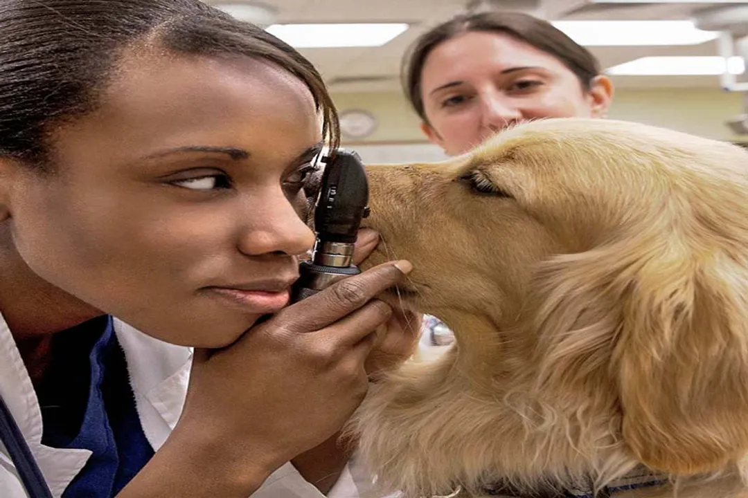 What is a veterinary doctor?, Defining Practice