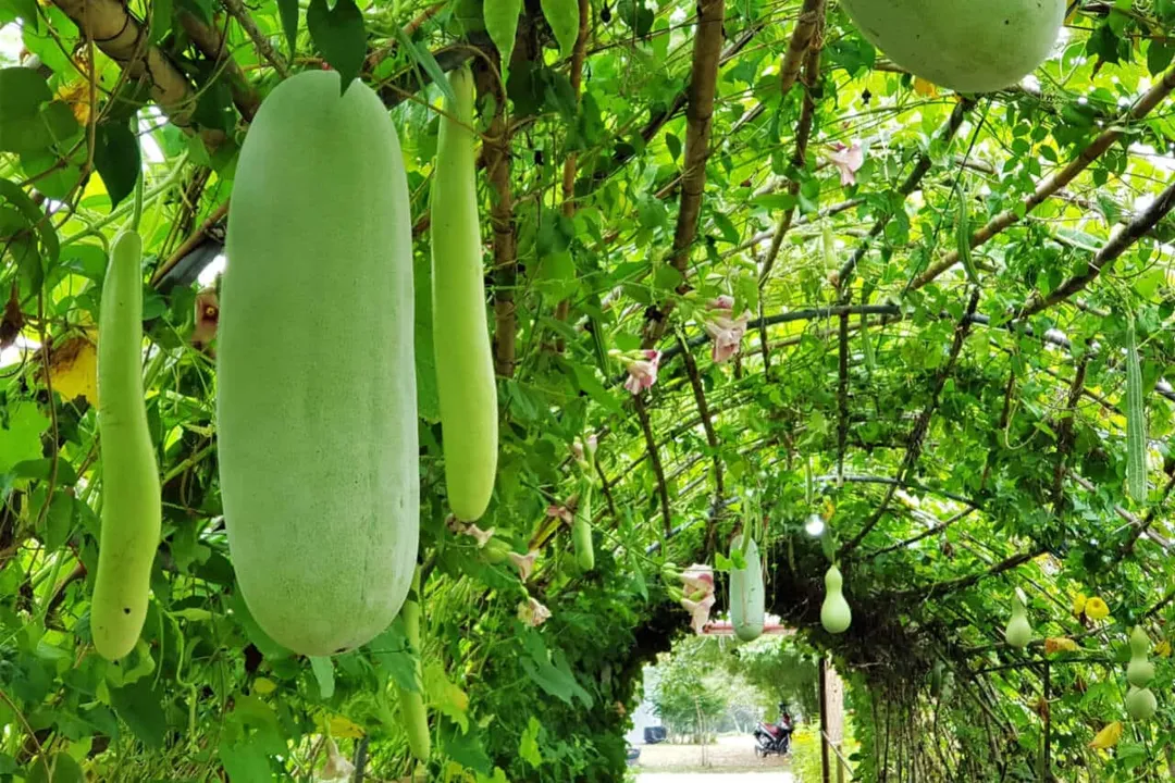 What is ash gourd good for?, Gourd Identity