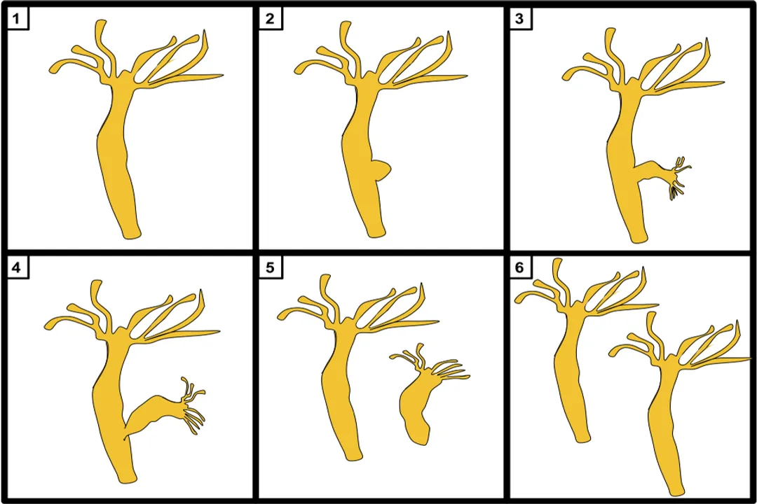 What is budding in people?, Beginning to develop