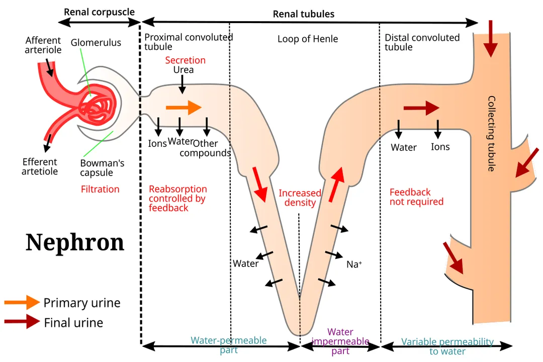 What is elimination in the body?