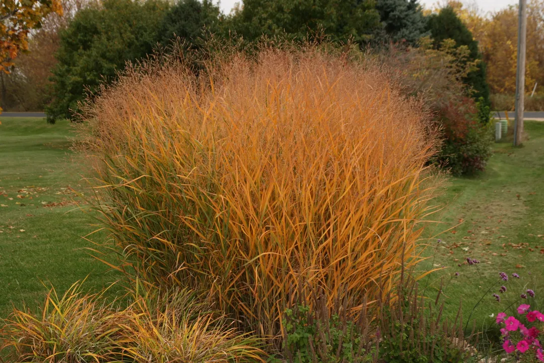 What is penicum?, Switchgrass Profile