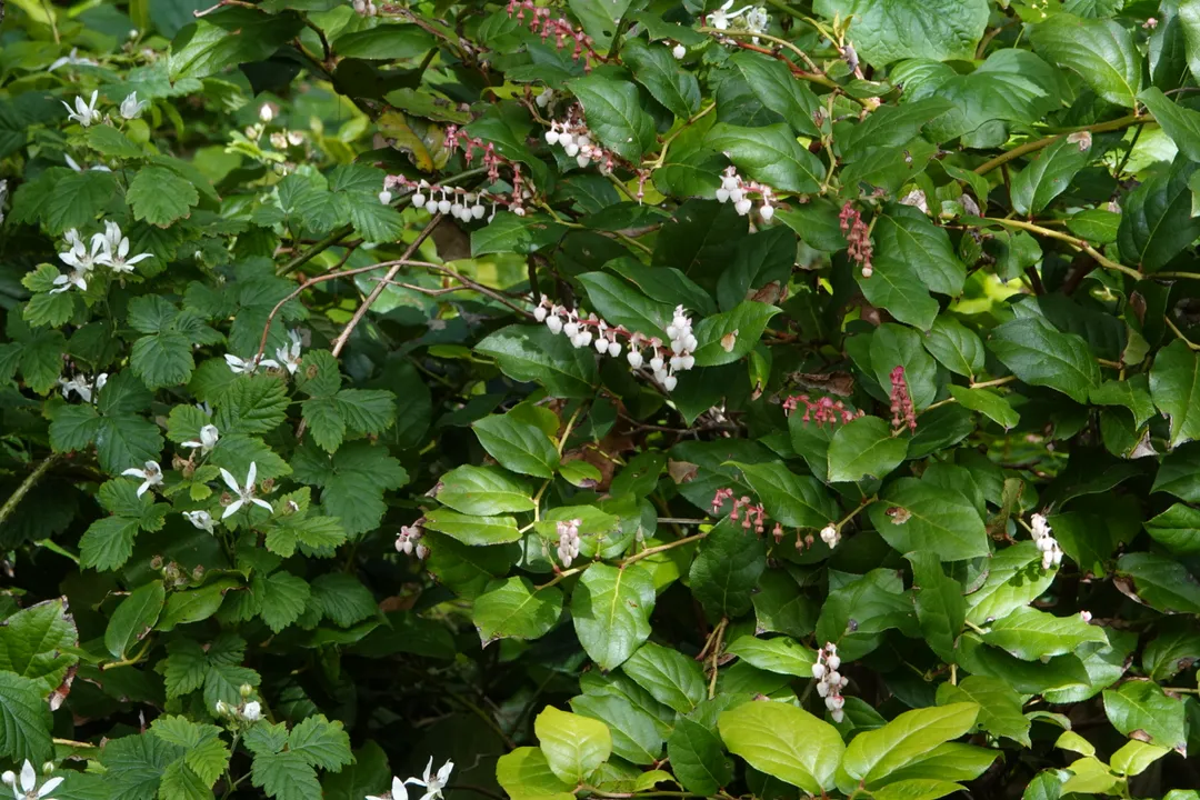 What is salal tea good for?, Cultural Roots
