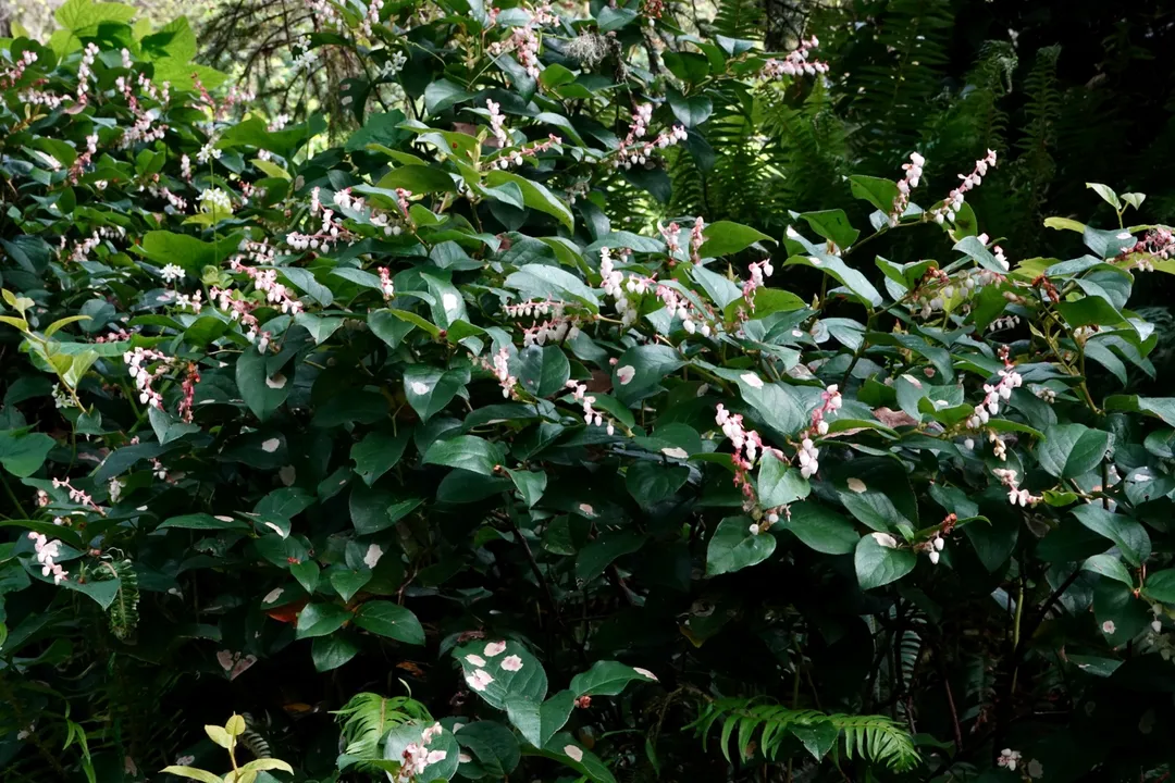 What is salal tea good for?, Leaf Infusions