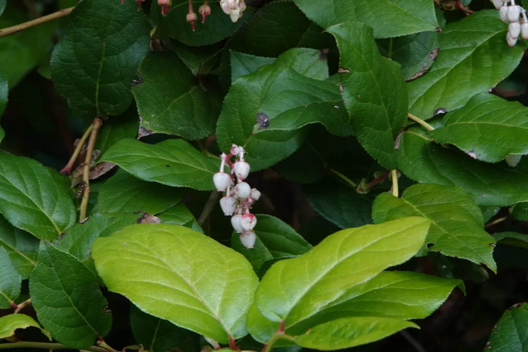 What is salal tea good for?, Plant Identity