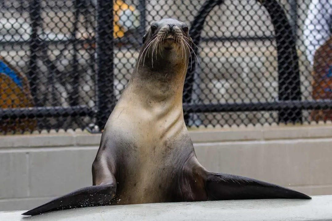 What is the disease caused by Leptospira?, Infection Pathways