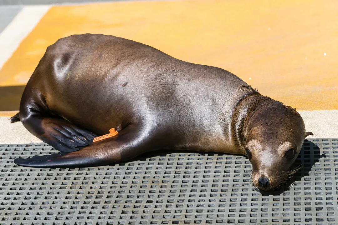 What is the disease caused by Leptospira?