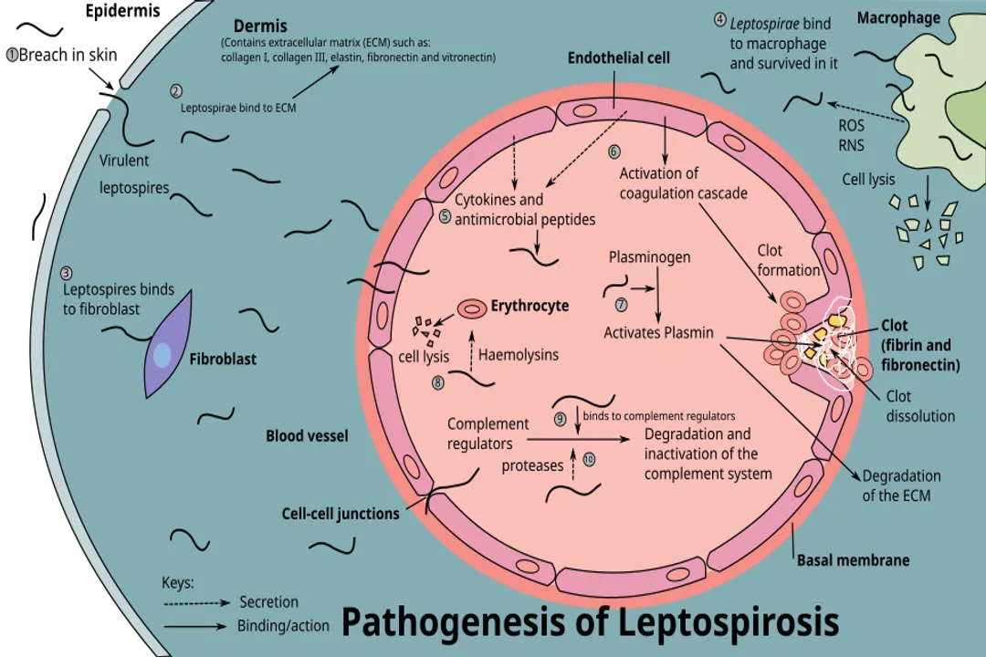 What is the disease caused by Leptospira?, Severe Outcomes