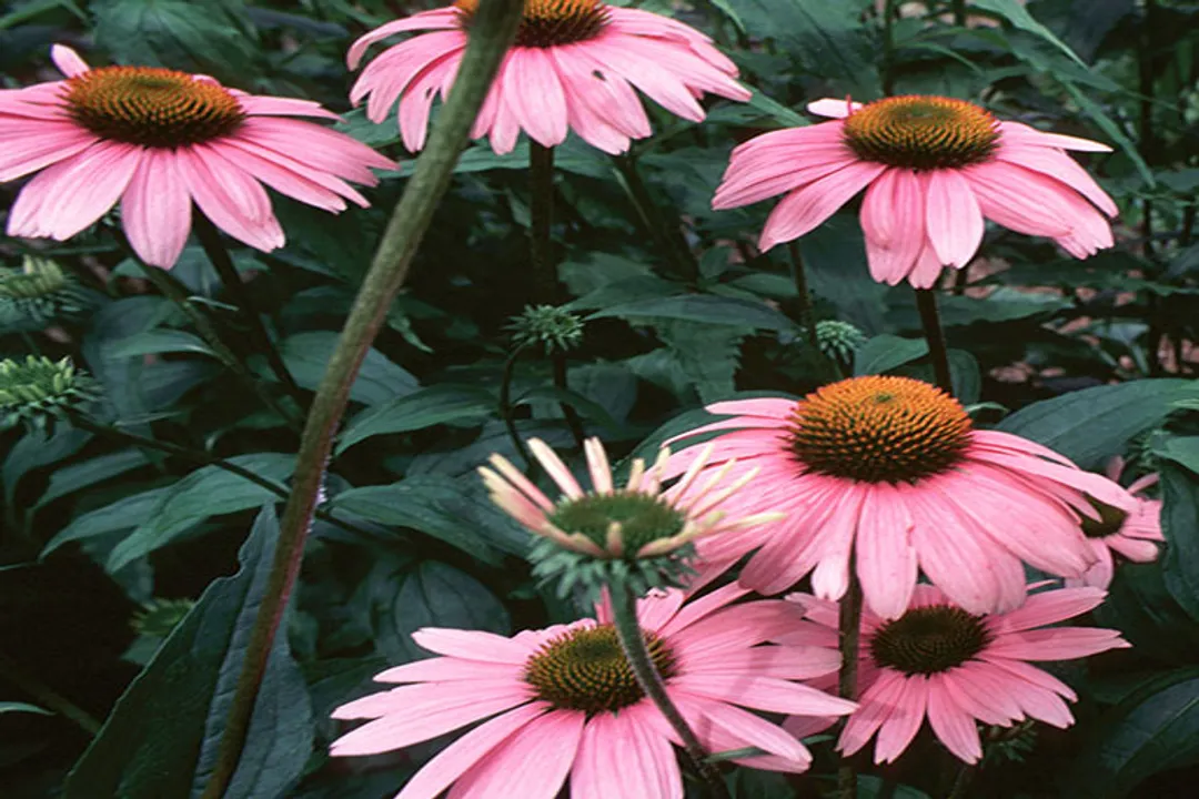 What is the echinacea used for?, Immune Modulation