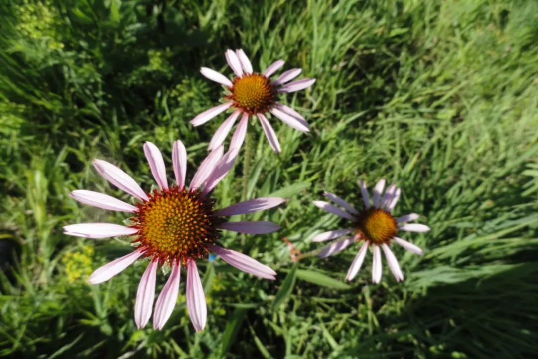 What is the echinacea used for?, Plant Identity