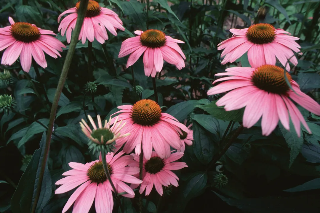What is the echinacea used for?, Traditional Uses