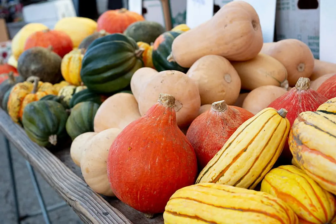 What is the healthiest squash you can eat?, Winter vs Summer