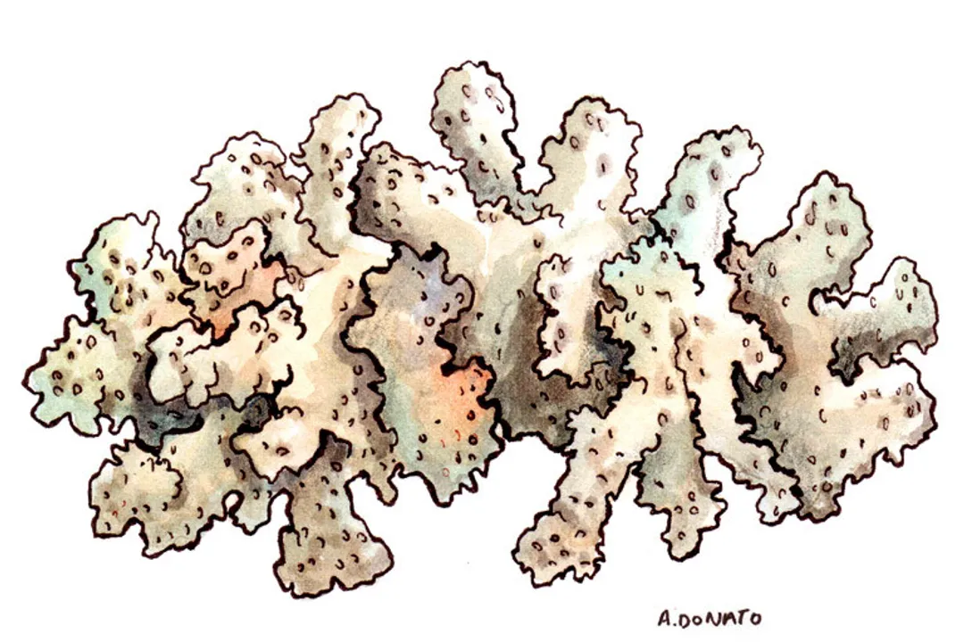 What medicine is coral used for?