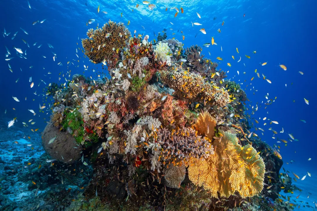 What medicine is made from corals?, Molecules Discovered