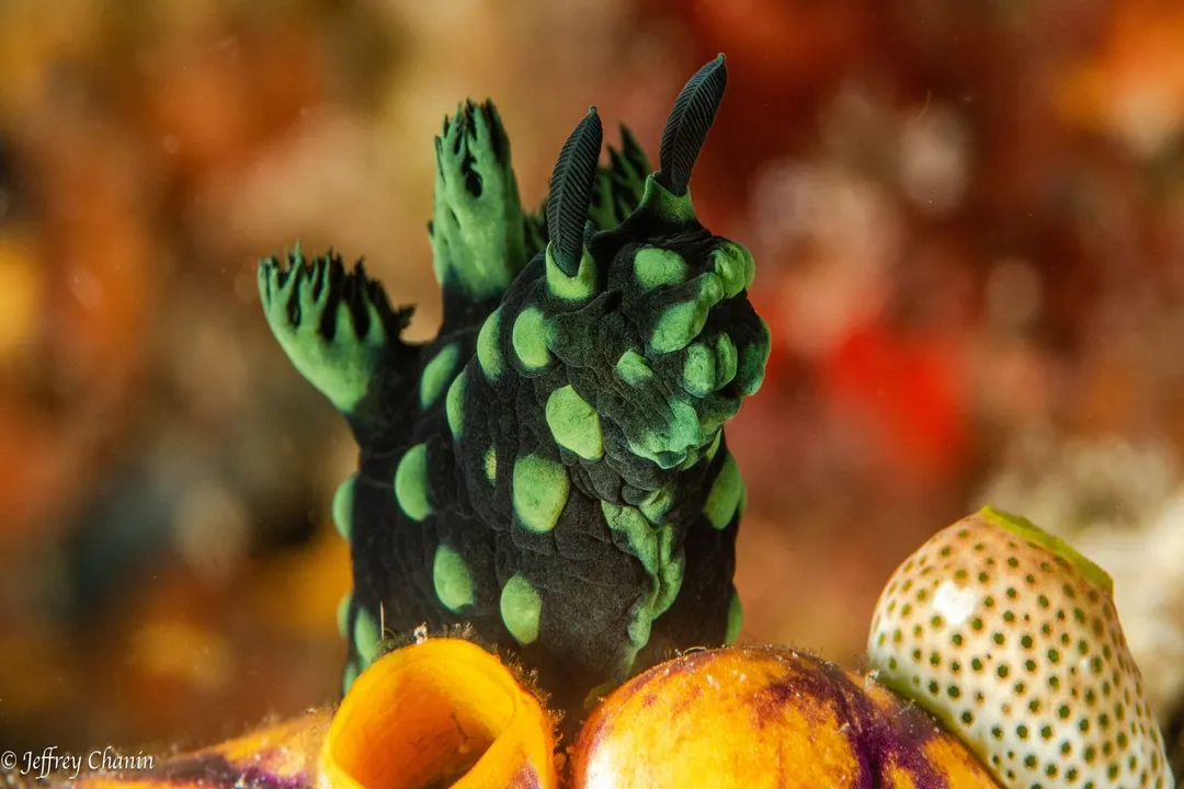 What medicine is made from corals?, Anti Cancer Agents