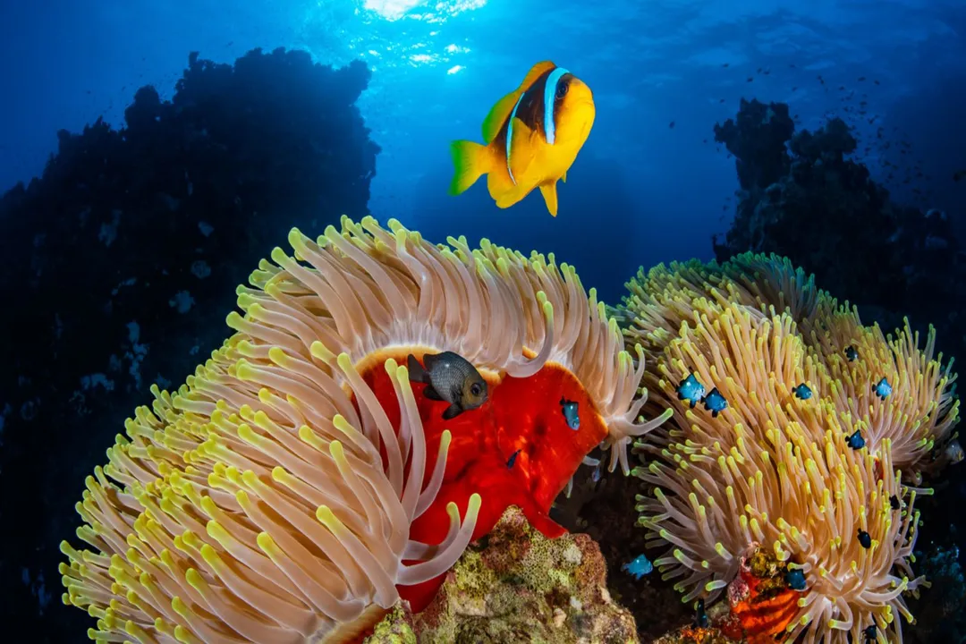 What medicine is made from corals?, Pharmacy Below