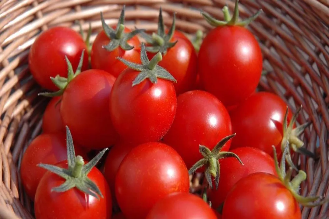 What organ does tomatoes help with?, Heart Protection