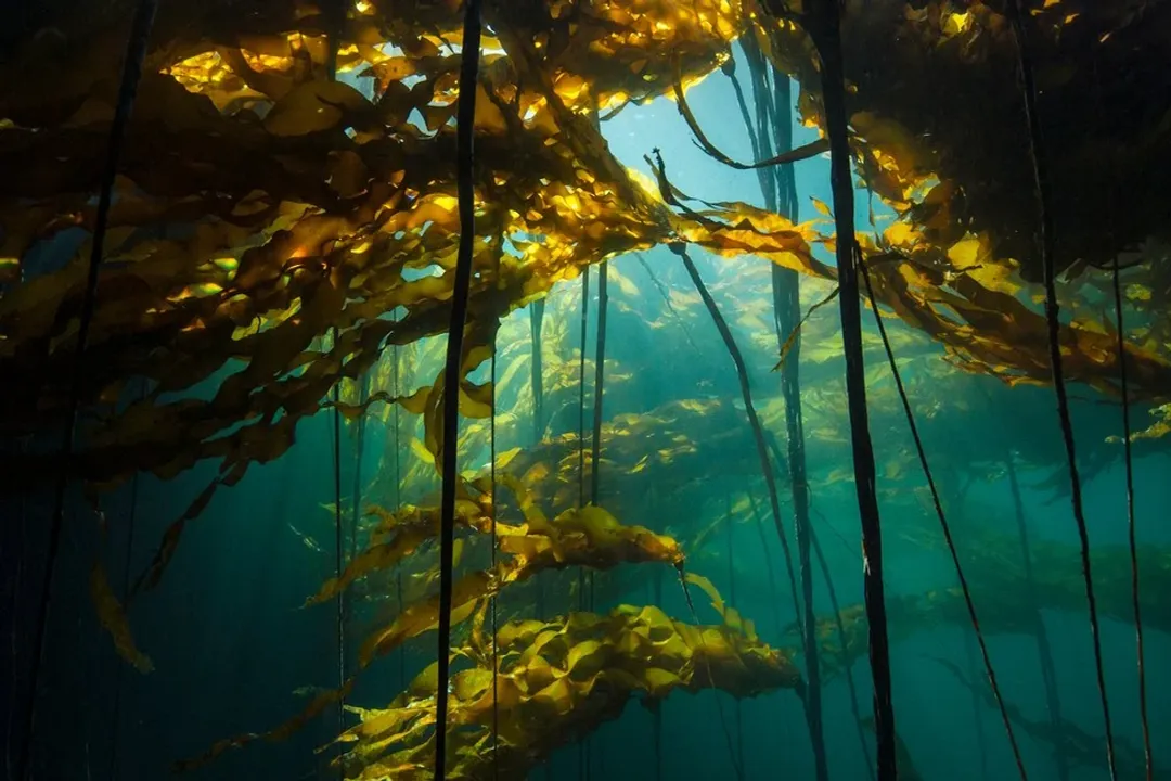 What organ is seaweed good for?, Heart Support