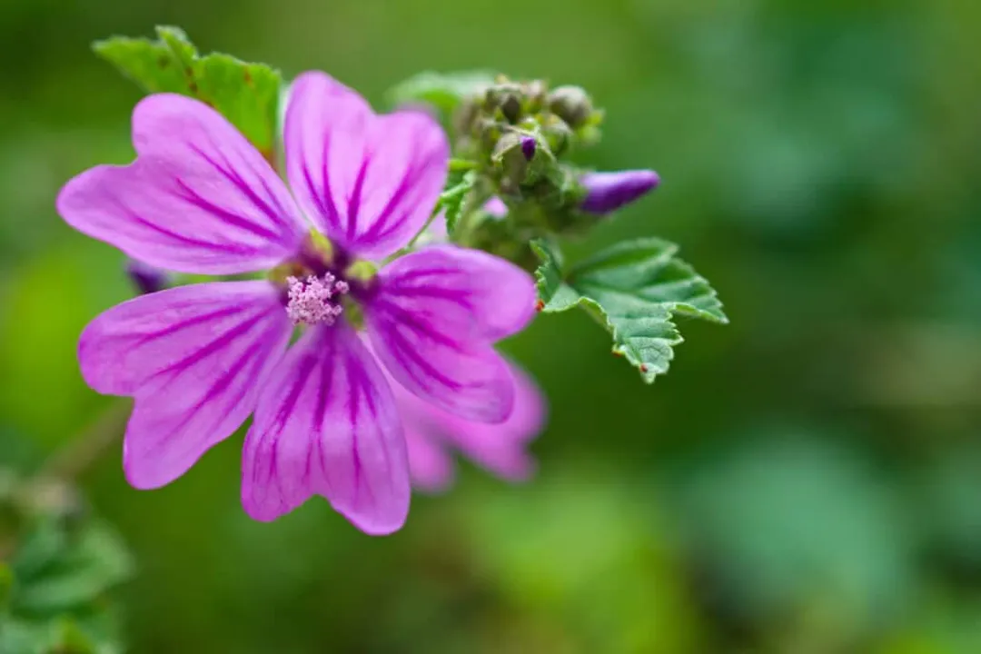 What parts of mallow are medicinal?, Soothing Airways