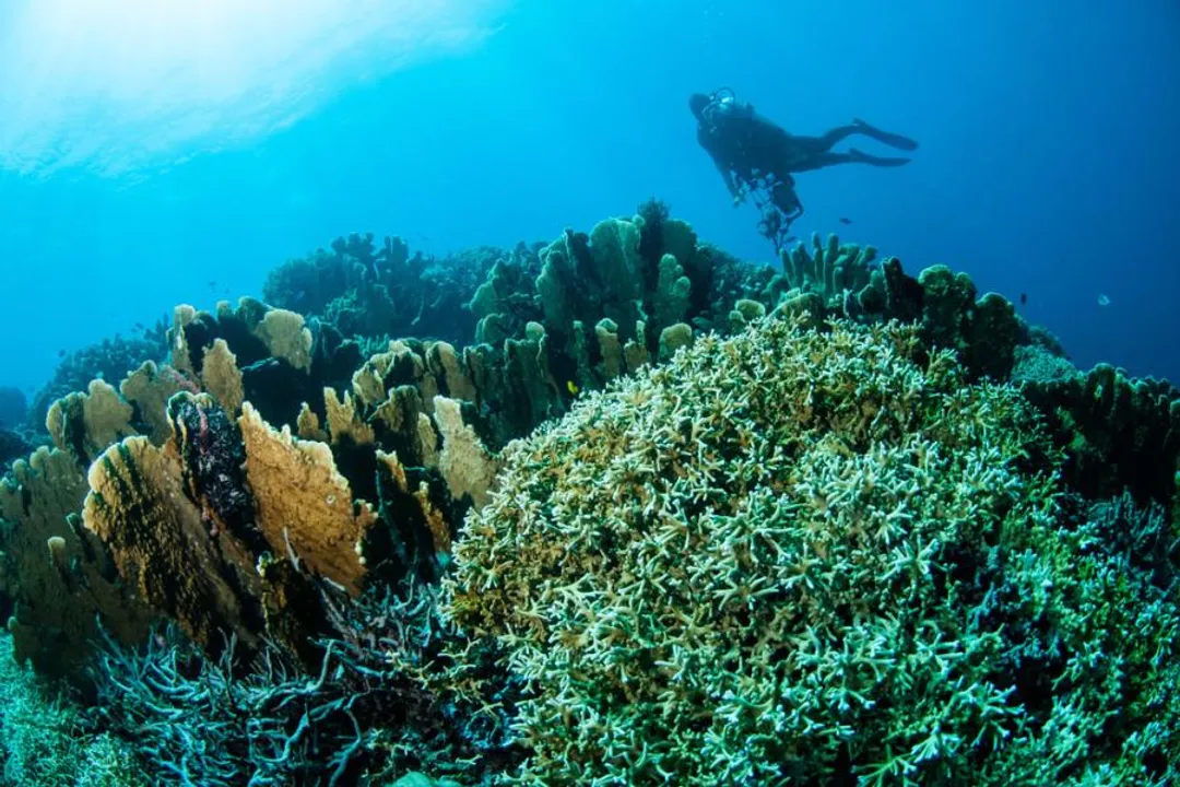 What to do when you step on coral?