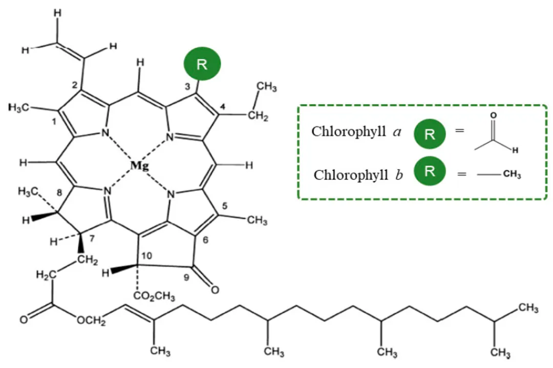 What will happen if I take chlorophyll every day?, The Green Pigment