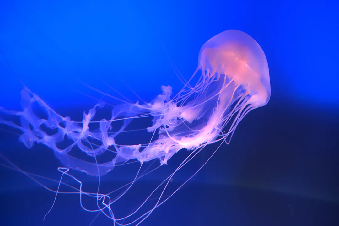 When to go to the ER for a jellyfish sting?, Critical Symptoms
