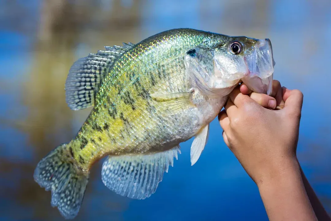 White Crappie Locations