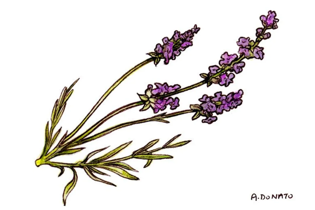 Who should not drink lavender tea?