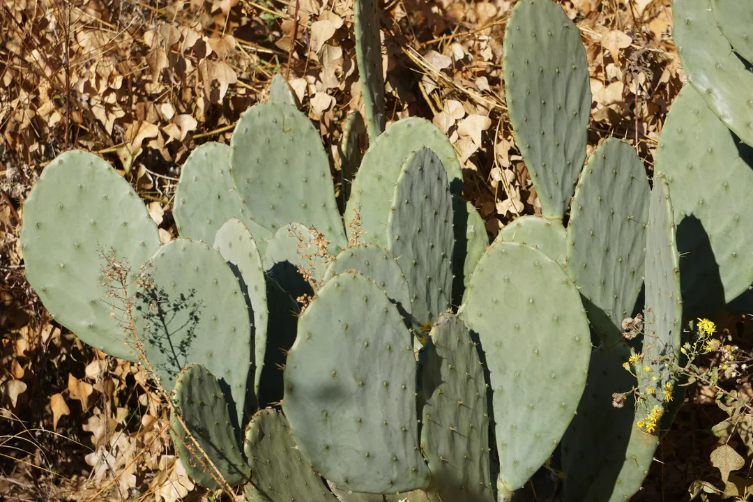 Who should not eat prickly pear?, Physical Hazards