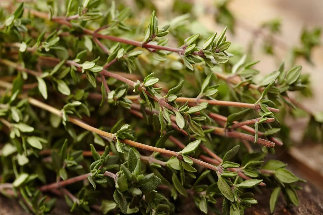 Who should not eat thyme?, Medication Conflicts