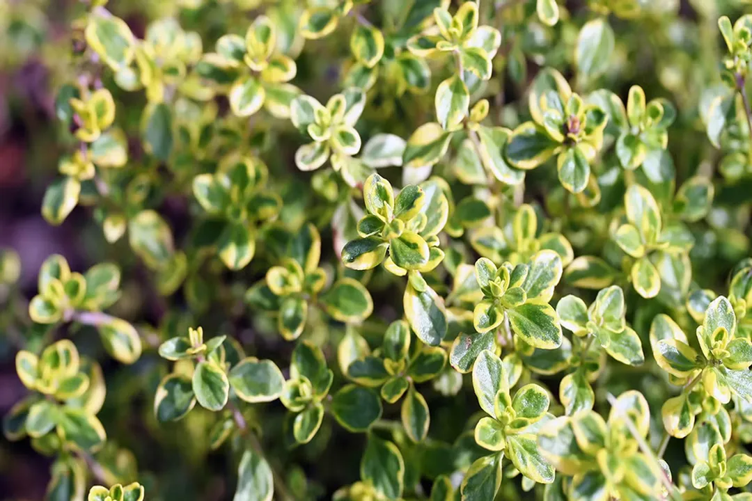 Who should not eat thyme?, Chronic Conditions and Blood Markers