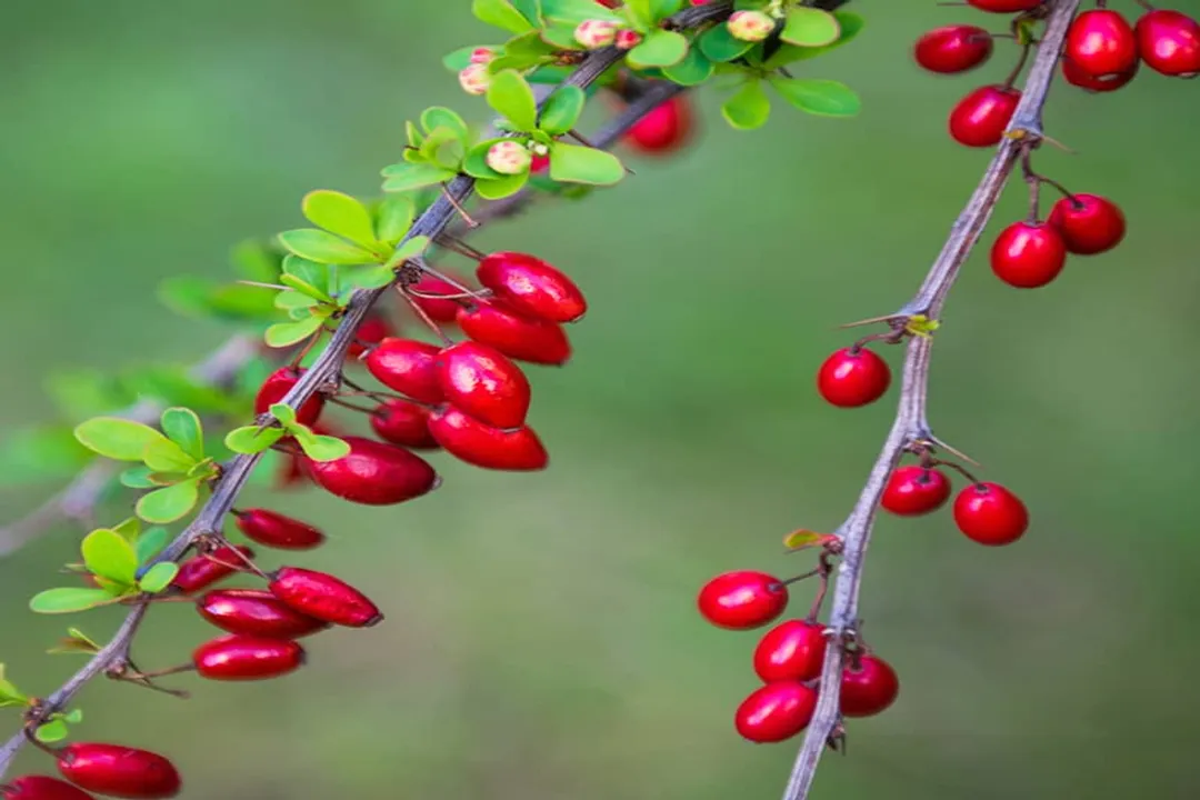 Who should not take barberry?
