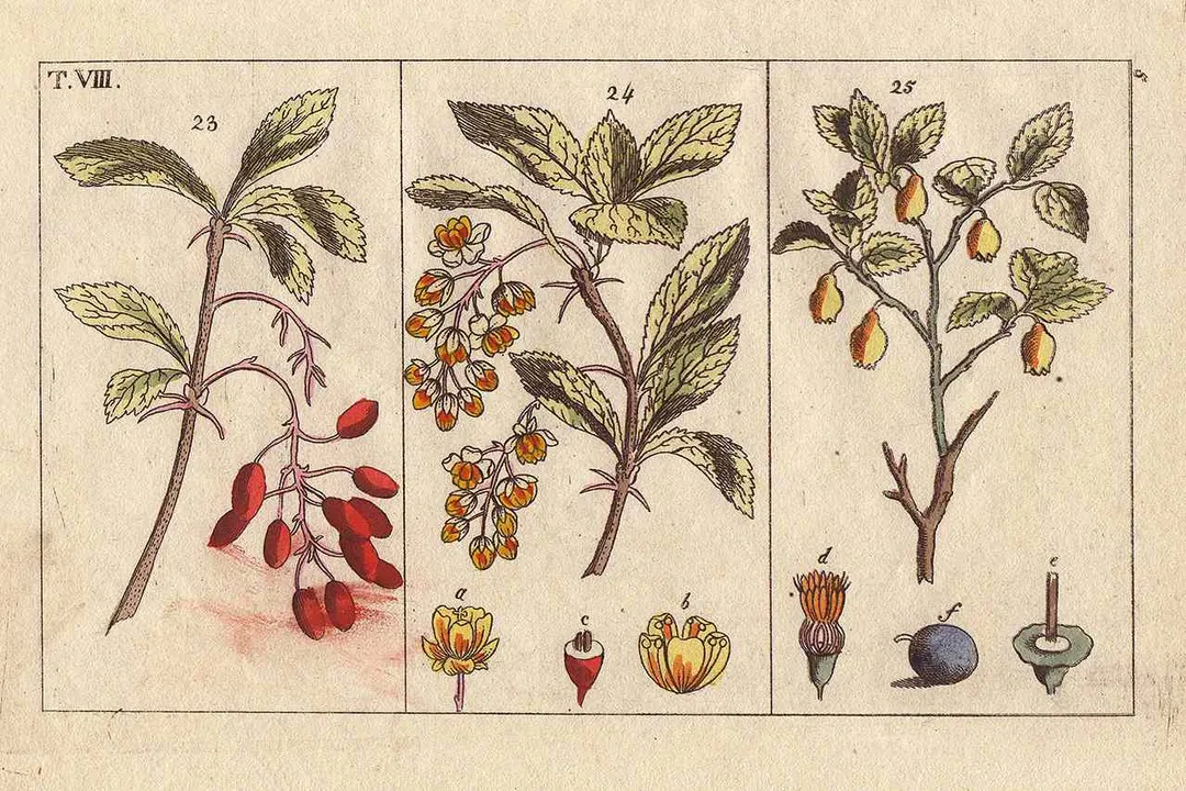 Who should not take barberry?, Newborn Vulnerability