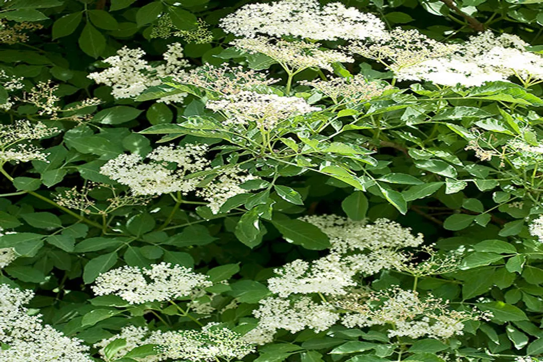 Who should not take elderberries?, Uncooked Parts Risk