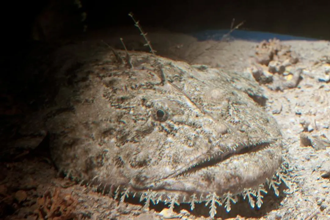 Why are monkfish unhealthy?, Acute Poison Risk