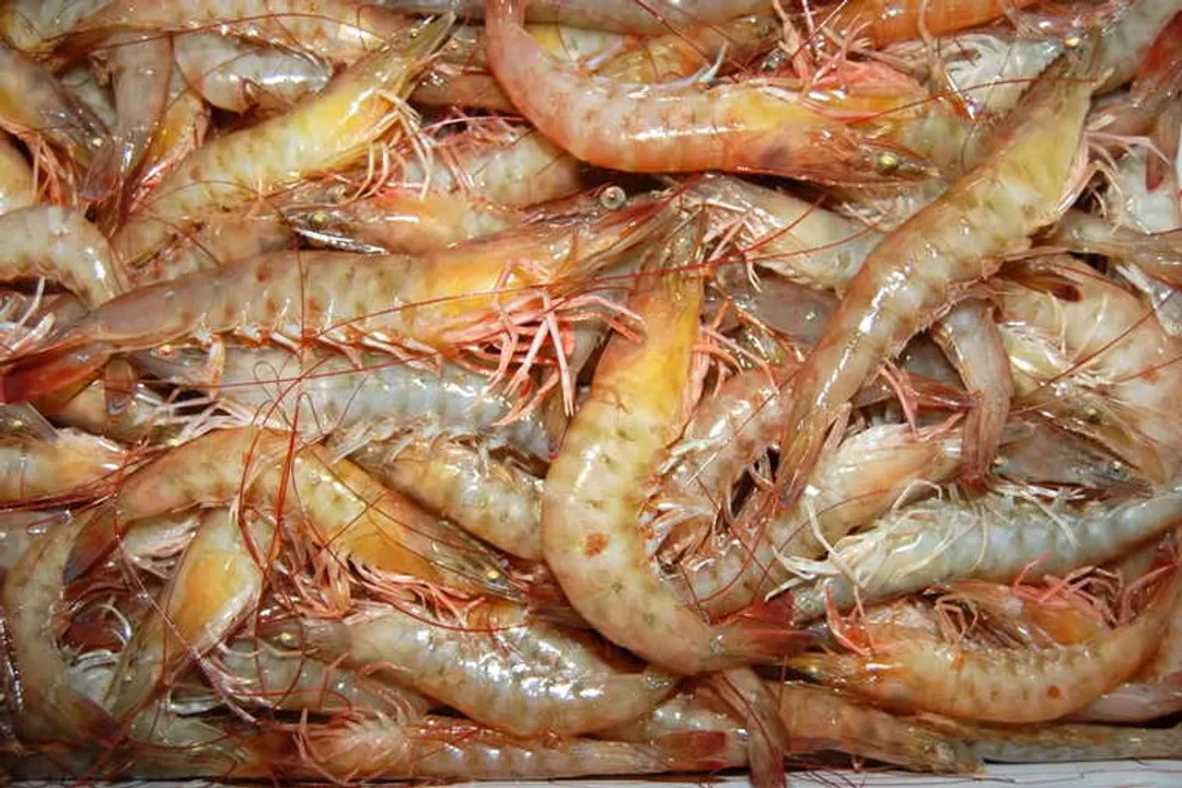 Why do people shrimp at night?, Hidden Activity