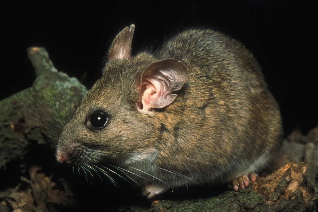 Woodrat Evolution, Deep Time Divergence