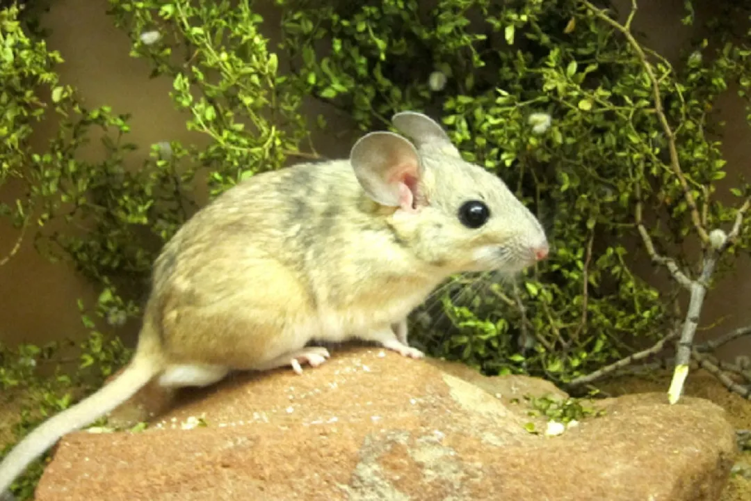 Woodrat Evolution