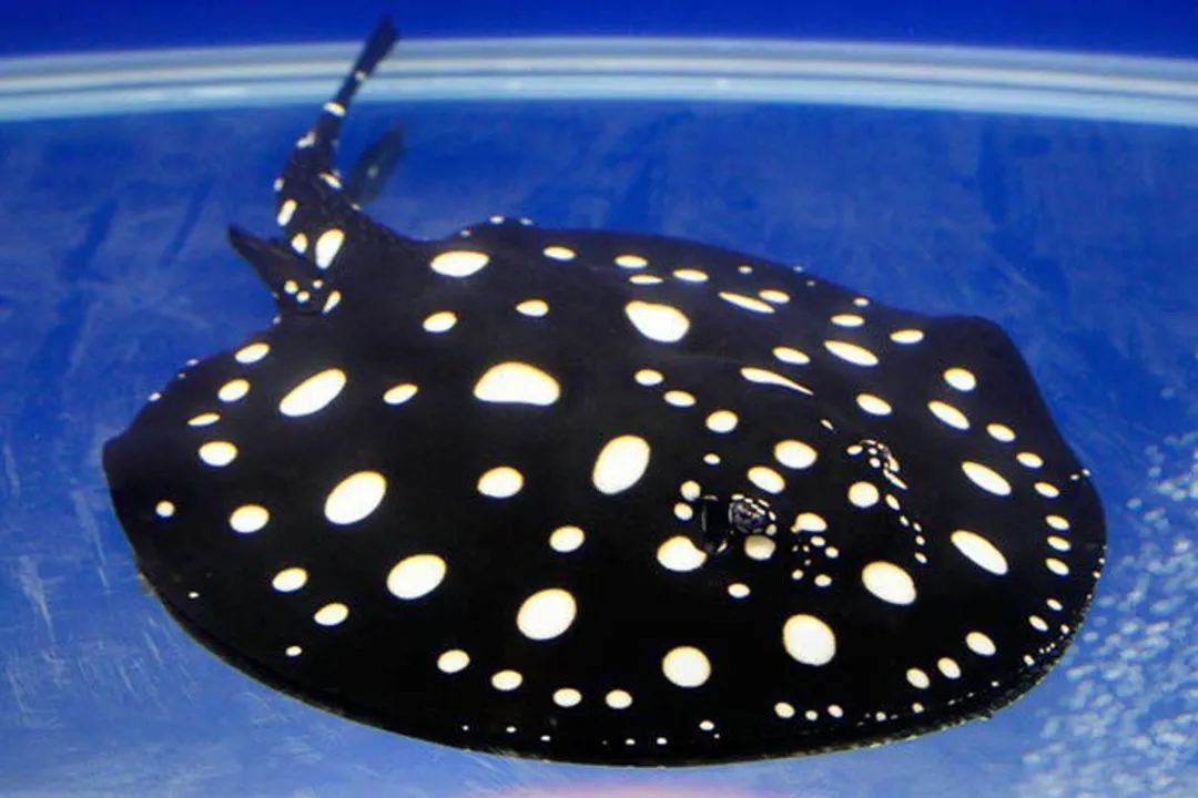 Xingu River Ray Diet, River Dwelling