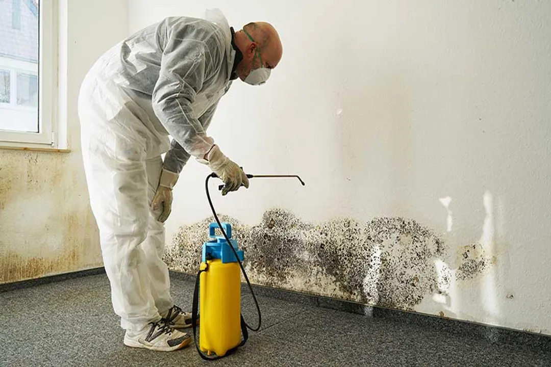 Does mold control really work?