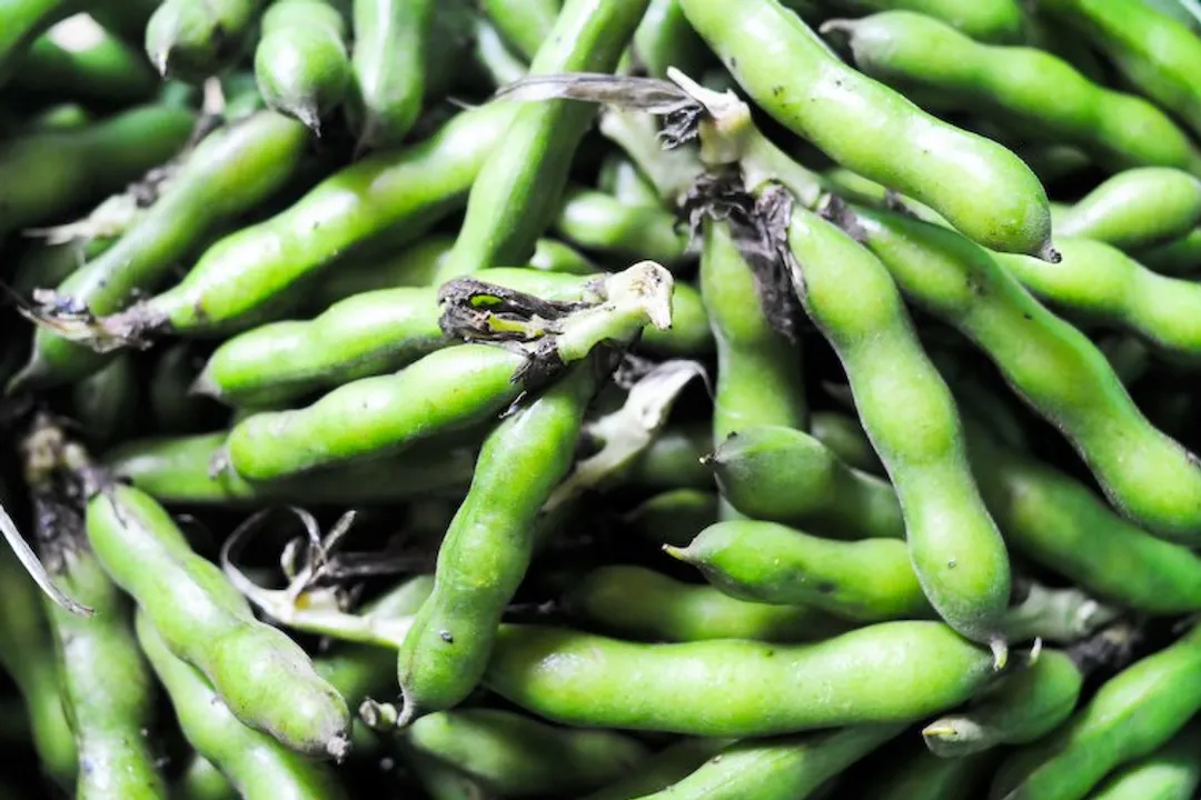 Health Benefits of Fava Bean