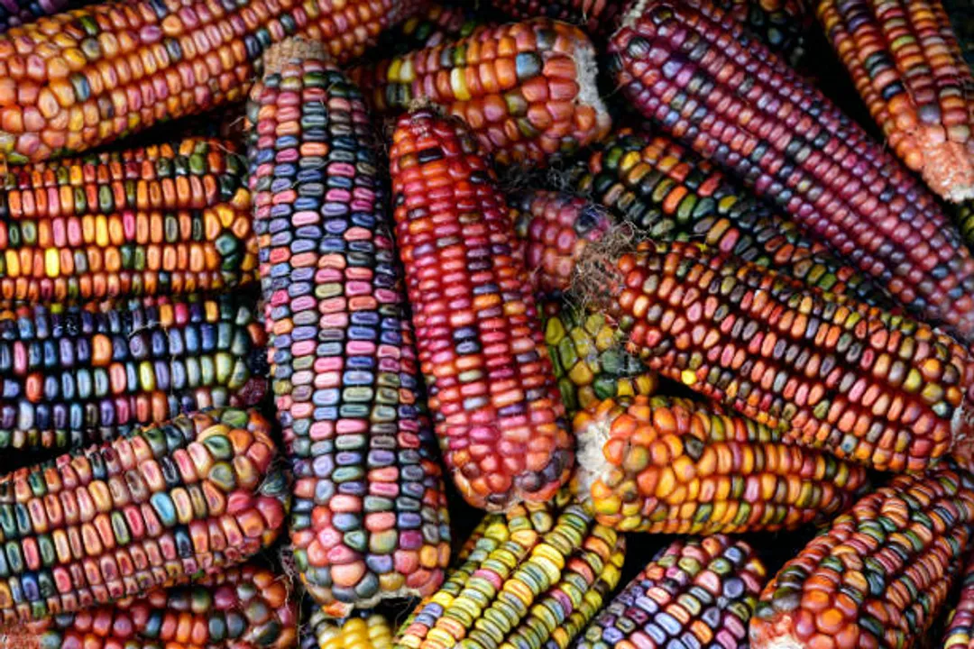 Is purple corn good for the kidneys?